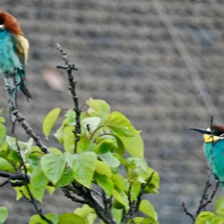 アパート Wachtertor *