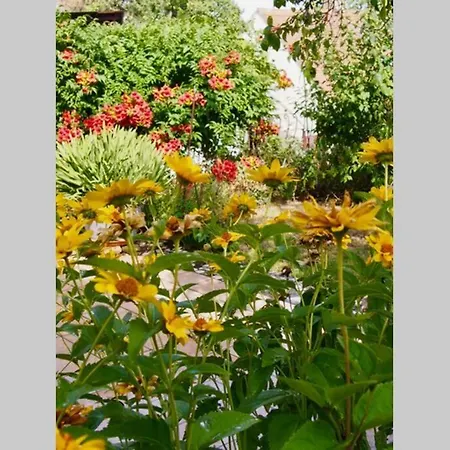 Apartament Wachtertor