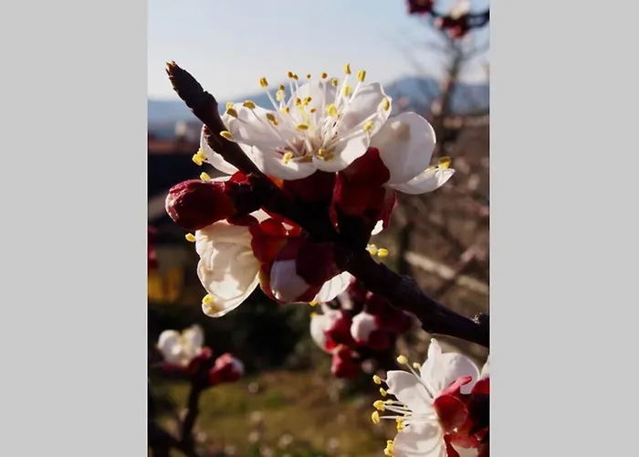 Wachtertor アパート